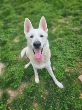 German Shepherd Dog Dogs Available for Adoption in St. Peters, Missouri - BLITZ | PetCurious