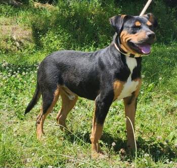 Pit Bull Terrier and Rottweiler Dogs Available for Adoption in Wetumpka, Alabama - 260481  Bruce | PetCurious