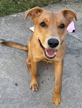 Rescue Shepherd Dogs for Adoption in Waunakee, Wisconsin - Titleist | PetCurious