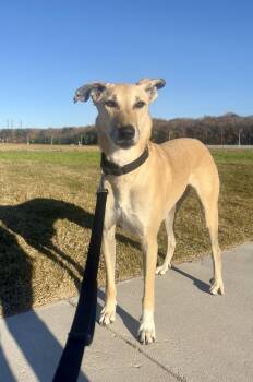 Mixed Breed Dogs Available for Adoption in Herndon, Virginia - Brownie | PetCurious