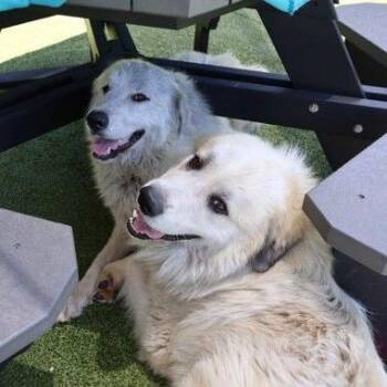 CT Yuki -  Great Pyrenees Dog for Adoption in Eastford, Connecticut - CT Yuki | PetCurious