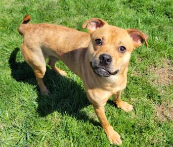 Boxer and Rottweiler Dogs Available for Adoption in Lisbon, Ohio - Monkey | PetCurious