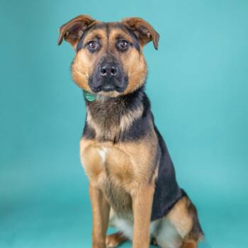 Deena -  Shepherd and Mixed Breed Dog for Adoption in Portland, Oregon - Deena | PetCurious