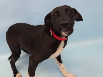 Kizzy -  Collie and Mixed Breed Dog for Adoption in Woodbury, Minnesota - Kizzy | PetCurious