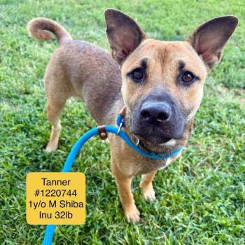 Shiba Inu and Mixed Breed Dogs Available for Adoption in Saint Joseph, Missouri - Tanner | PetCurious