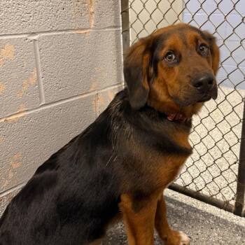Shiloh -  German Shepherd Dog and Mixed Breed Dog for Adoption in Parkersburg, West Virginia - Shiloh | PetCurious