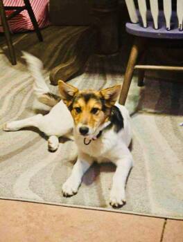 Rescue Mixed Breed and Corgi Dogs for Adoption in Wilsall, Montana - Maple | PetCurious