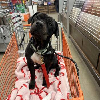 Milano -  Pit Bull Terrier Dog for Adoption in Northbrook, Illinois - Milano | PetCurious