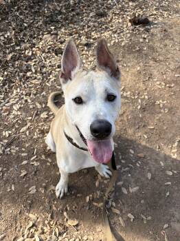 Biscuit -  American Staffordshire Terrier Dog for Adoption in Sonora, California - Biscuit | PetCurious