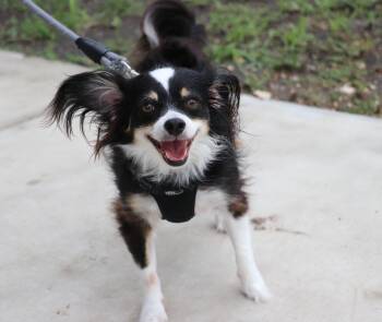 Jake Papillon -  Papillon Dog for Adoption in Pflugerville, Texas - Jake Papillon | PetCurious