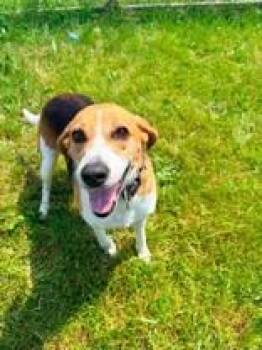 Margo -  American Foxhound Dog for Adoption in Whitby, Ontario - Margo | PetCurious
