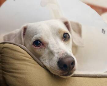 Thomas -  Dachshund and Jack Russell Terrier Dog for Adoption in Novato, California - Thomas | PetCurious