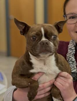 Paprika -  Boston Terrier and French Bulldog Dog for Adoption in Chester Springs, Pennsylvania - Paprika | PetCurious