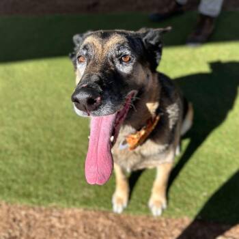 Rescue German Shepherd Dog Dogs for Adoption in Ramona, California - Hades | PetCurious