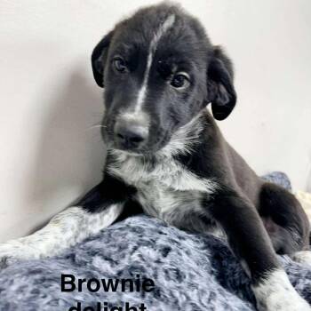 Rescue Catahoula Leopard Dog and German Shepherd Dog Dogs for Adoption in New Tazewell, Tennessee - Brownie Delight | PetCurious
