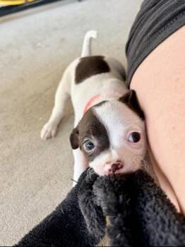 Harvey -  Chihuahua and Terrier Dog for Adoption in Liverpool, Texas - Harvey | PetCurious
