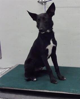 Rescue Border Collie and Mixed Breed Dogs for Adoption in Houston, Texas - ECLIPSE | PetCurious