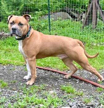 Rescue American Staffordshire Terrier and Mixed Breed Dogs for Adoption - Chase | PetCurious