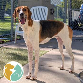 Duke -  Beagle Dog for Adoption in Toledo, Ohio - Duke | PetCurious