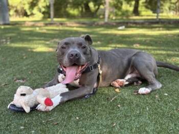 Rescue Mixed Breed Dogs for Adoption in West Chester, Pennsylvania - Clifford | PetCurious