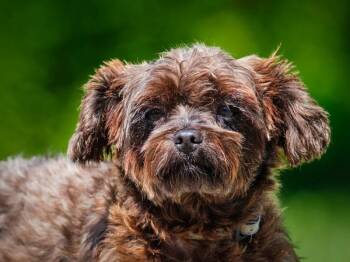 Chasin -  Yorkshire Terrier Dog for Adoption in Pointe-fortune, Quebec - Chasin | PetCurious