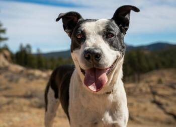 Shepherd and Terrier Dogs Available for Adoption in Lafayette, Colorado - Lily | PetCurious