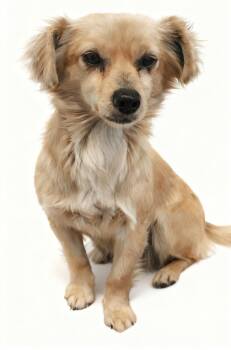 Dachshund Dogs Available for Adoption - Olive | PetCurious