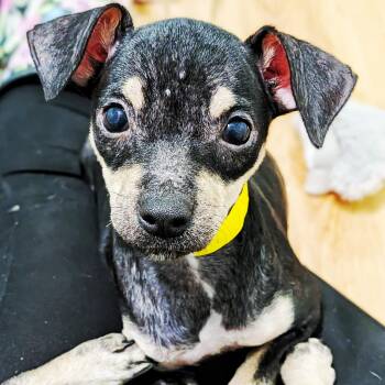 Corolla -  Chihuahua Dog for Adoption in Eustis, Florida - Corolla | PetCurious
