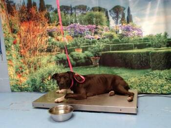 A553994 -  Pit Bull Terrier and Mixed Breed Dog for Adoption in Moreno Valley, California - A553994 | PetCurious