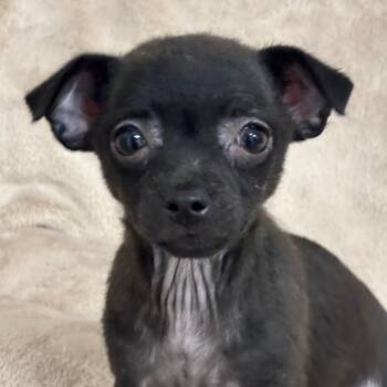 Ozzy -  Mixed Breed Dog for Adoption in Medford, Oregon - Ozzy | PetCurious