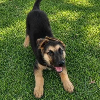 Louie -  German Shepherd Dog Dog for Adoption in San Diego, California - Louie | PetCurious