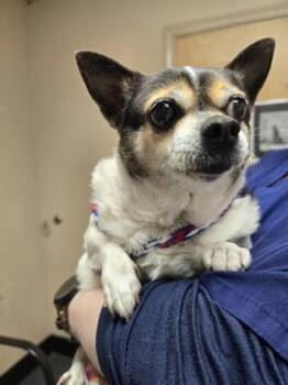 Thumbelina -  Chihuahua and Mixed Breed Dog for Adoption in Roseville, California - Thumbelina | PetCurious