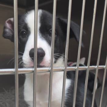 Jan -  Border Collie Dog for Adoption in Lakeland, Florida - Jan | PetCurious