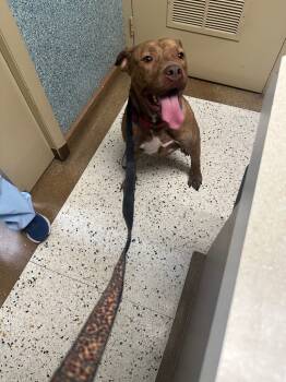 Rescue American Bulldog Dogs for Adoption in Mustang, Oklahoma - Sara | PetCurious