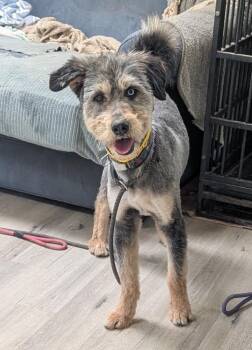 Australian Shepherd and Poodle Dogs Available for Adoption in Ramona, California - Siegle | PetCurious