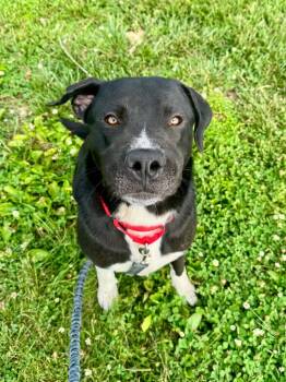 Rescue Labrador Retriever and Mixed Breed Dogs for Adoption in Carthage, Missouri - Max | PetCurious