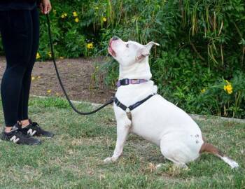 Pit Bull Terrier Dogs Available for Adoption - Sapphire | PetCurious