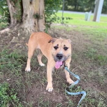 CT Rusti -  Wirehaired Terrier and Schnauzer Dog for Adoption in Stormville, New York - CT Rusti | PetCurious