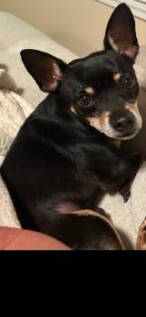 Rescue Chihuahua Dogs for Adoption in Mary Esther, Florida - Mister | PetCurious