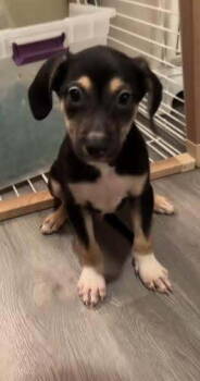 Rescue Shepherd Dogs for Adoption in Mentone, California - Meco | PetCurious