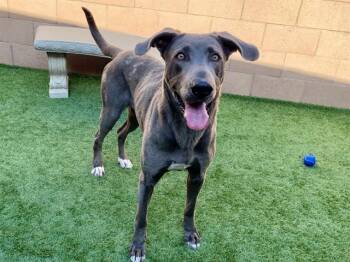 Great Dane Dogs Available for Adoption in San Marcos, California - SAVE ME PLEASE! Emery #A550473 | PetCurious