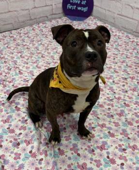 Leviathan -  Mixed Breed Dog for Adoption in Detroit, Michigan - Leviathan | PetCurious