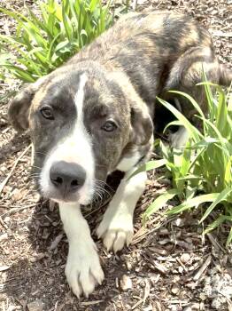 Great Pyrenees Dogs Available for Adoption - Kermitt | PetCurious