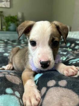 Rescue Pit Bull Terrier Dogs for Adoption in Oklahoma City, Oklahoma - Bacardi FosterHome | PetCurious