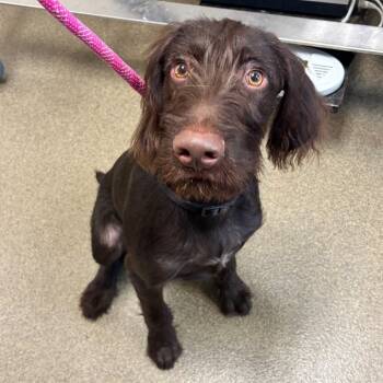 Brooks -  German Wirehaired Pointer Dog for Adoption in Council Bluffs, Iowa - Brooks | PetCurious