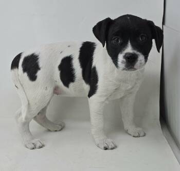 Pit Bull Terrier and Terrier Dogs Available for Adoption - Eurydice *foster Needed*  | PetCurious