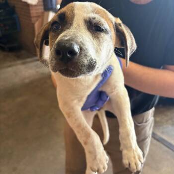 Phyllis -  Terrier Dog for Adoption in Birmingham, Alabama - Phyllis | PetCurious