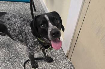 Mixed Breed Dogs Available for Adoption in Liverpool, New York - Percy | PetCurious