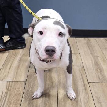 Pit Bull Terrier Dogs Available for Adoption in Newark, New Jersey - Rasheedah | PetCurious