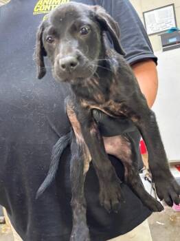 Sienna -  Labrador Retriever Dog for Adoption in Swainsboro, Georgia - Sienna | PetCurious